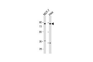 All lanes : Anti-FRS2 Antibody (Center) at 1:1000 dilution Lane 1: MCF-7 whole cell lysate Lane 2: Hela whole cell lysate Lysates/proteins at 20 μg per lane. (FRS2 antibody  (AA 275-303))