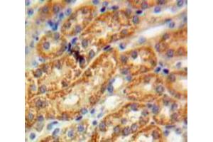 IHC-P analysis of Kidney tissue, with DAB staining. (FUCA1 antibody  (AA 185-447))