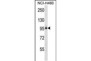 ITGB5 Antibody (N-term) (ABIN657921 and ABIN2846868) western blot analysis in NCI- cell line lysates (35 μg/lane).