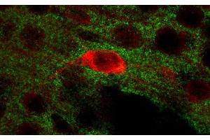 Indirect immunostaining of PFA fixed mouse brain section with anti-secernin 1 (dilution 1 : 200; red) and guinea pig anti-SV2B (ABIN1742259, dilution 1 : 200; green).