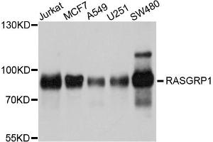 Western blot analysis of extracts of various cells, using RASGRP1 antibody. (RASGRP1 antibody)