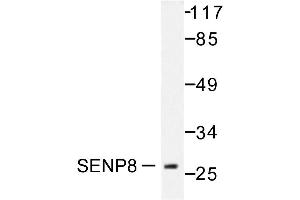 Image no. 1 for anti-SUMO/sentrin Specific Peptidase Family Member 8 (SENP8) antibody (ABIN271961) (SENP8 antibody)