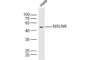 Hela lysates probed with NSUN6 Polyclonal Antibody, Unconjugated  at 1:300 dilution and 4˚C overnight incubation. (NSUN6 antibody  (AA 51-150))