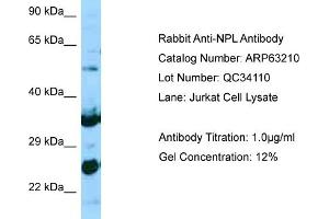 Western Blotting (WB) image for anti-N-Acetylneuraminate Pyruvate Lyase (Dihydrodipicolinate Synthase) (NPL) (N-Term) antibody (ABIN2789414) (NPL antibody  (N-Term))