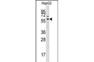 Western blot analysis of anti-GRK7 Antibody (C-term) (ABIN392124 and ABIN2841868) in HepG2 cell line lysates (35 μg/lane). (GRK7 antibody  (C-Term))