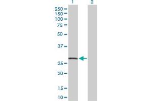 Western Blot analysis of CDKN1A expression in transfected 293T cell line by CDKN1A MaxPab polyclonal antibody. (p21 antibody  (AA 1-164))