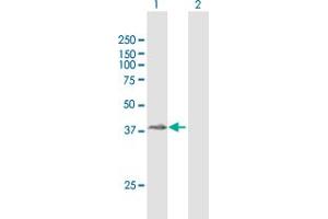 Western Blot analysis of ZPBP2 expression in transfected 293T cell line by ZPBP2 MaxPab polyclonal antibody.