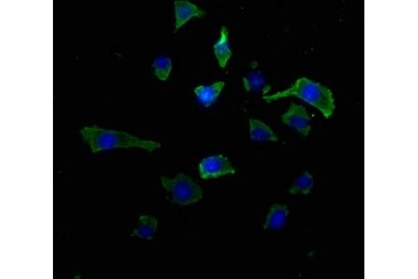RAB39A antibody  (AA 1-217)