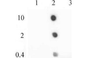 Dot Blot (DB) image for anti-H2A Histone Family, Member Z (H2AFZ) (C-Term) antibody (ABIN4889649)