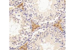 Immunohistochemistry analysis of paraffin-embedded mouse tumor using,INSL3 (ABIN7074302) at dilution of 1: 3000 (INSL3 antibody)