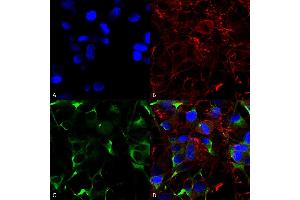 Immunocytochemistry/Immunofluorescence analysis using Mouse Anti-SNAT1 Monoclonal Antibody, Clone S104-32 (ABIN1027716). (SLC38A1 antibody  (AA 1-63))