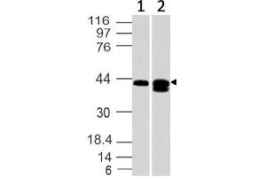 Image no. 1 for anti-Sphingosine-1-Phosphate Receptor 1 (S1PR1) (AA 86-382) antibody (ABIN5027177) (S1PR1 antibody  (AA 86-382))