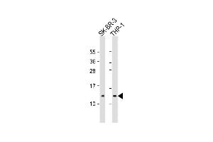 All lanes : Anti-RPS27 Antibody (C-Term) at1:2000 dilution Lane 1: SK-BR-3 whole cell lysate Lane 2: THP-1 whole cell lysate Lysates/proteins at 20 μg per lane. (RPS27 antibody  (AA 46-76))