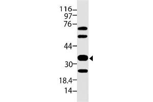 Image no. 1 for anti-Siglec H (AA 109-309) antibody (ABIN5027362) (Siglec H antibody  (AA 109-309))