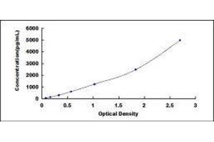 ELISA image for Arginase, Type II (ARG2) ELISA Kit (ABIN426879)