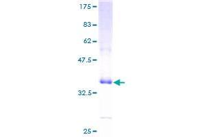 alpha Defensin 1 Protein (AA 1-94) (GST tag)