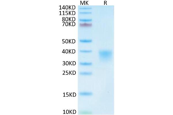 CD8 alpha Protein (AA 28-196) (His tag)