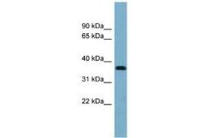 NEURL2 antibody  (AA 143-192)