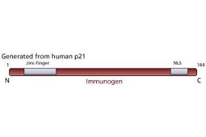 Image no. 3 for anti-Cyclin-Dependent Kinase Inhibitor 1A (p21, Cip1) (CDKN1A) antibody (ABIN967528) (p21 antibody)