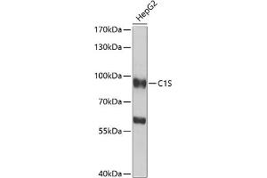 Western blot analysis of extracts of HepG2 cells, using C1S antibody (ABIN6127534, ABIN6137765, ABIN6137768 and ABIN6222606) at 1:1000 dilution. (C1S antibody  (AA 479-688))