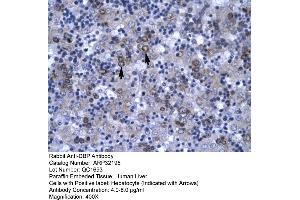 Human Liver (DBP antibody  (N-Term))
