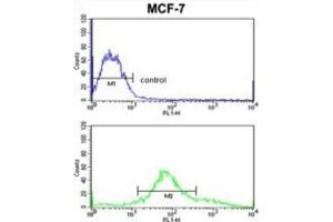 Flow Cytometry (FACS) image for anti-Zyg-11 Family Member A, Cell Cycle Regulator (ZYG11A) antibody (ABIN3003864) (ZYG11A antibody)