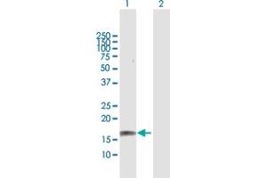 Western Blot analysis of GRIN2C expression in transfected 293T cell line by GRIN2C MaxPab polyclonal antibody. (GRIN2C antibody  (AA 1-171))