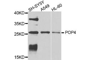 Western blot analysis of extracts of various cells, using POP4 antibody. (RPP29 antibody)