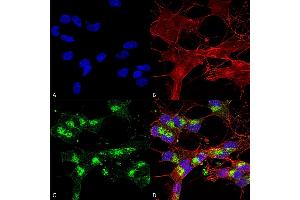 Immunocytochemistry/Immunofluorescence analysis using Mouse Anti-VDAC1 Monoclonal Antibody, Clone S152B-23 (ABIN1741230). (VDAC1 antibody  (AA 1-283) (PerCP))