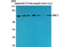 Western Blot (WB) analysis of specific cells using GRK 5 Polyclonal Antibody. (GRK5 antibody  (Internal Region))