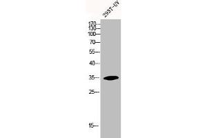Western Blot analysis of 293T-UV cells using HoxA11/D11 Polyclonal Antibody (HOXA11/D11 antibody  (C-Term))
