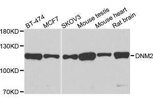 Western blot analysis of extracts of various cells, using DNM2 antibody. (DNM2 antibody)