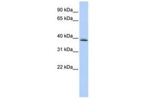 Image no. 1 for anti-SRR1 Domain Containing (SRRD) (C-Term) antibody (ABIN6741011) (SRRD antibody  (C-Term))