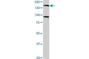Western Blotting (WB) image for anti-Eukaryotic Translation Initiation Factor 4 gamma 3 (EIF4G3) (AA 1-515) antibody (ABIN563748)