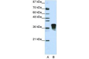 WB Suggested Anti-SFRS10  Antibody Titration: 1. (TRA2B antibody  (N-Term))