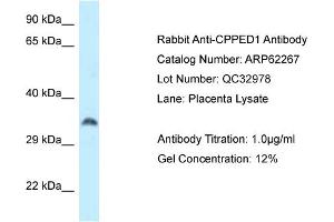 Western Blotting (WB) image for anti-Calcineurin-Like phosphoesterase Domain Containing 1 (Cpped1) (N-Term) antibody (ABIN2789090) (Cpped1 antibody  (N-Term))