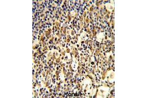 Formalin-fixed and paraffin-embedded human tonsil reacted with FCGR1B Antibody (C-term), which was peroxidase-conjugated to the secondary antibody, followed by DAB staining. (FCGR1B antibody  (C-Term))