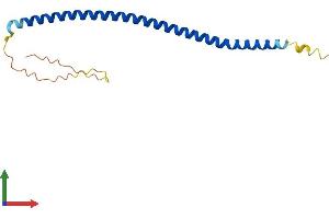 AlphaFold protein structure predicition of Mouse Recombinant Ccdc182 Protein, UniprotID Q9D9C6 (CCDC182 Protein (AA 1-152) (His tag))