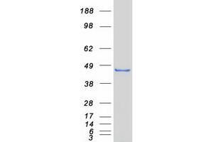 TDO2 Protein (Myc-DYKDDDDK Tag)