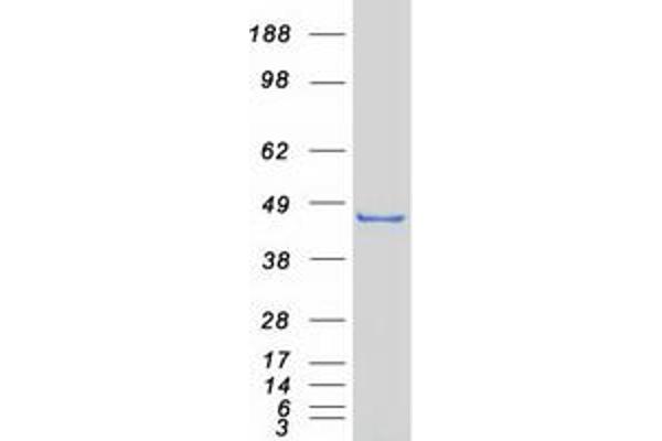 TDO2 Protein (Myc-DYKDDDDK Tag)