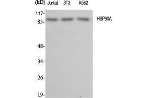 Western Blot (WB) analysis of specific cells using HSP90A Polyclonal Antibody.