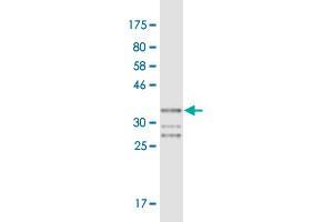 Western Blot detection against Immunogen (35. (FOXQ1 antibody  (AA 133-223))
