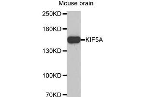 Western Blotting (WB) image for anti-Kinesin Family Member 5A (KIF5A) antibody (ABIN1873405) (KIF5A antibody)