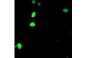 Anti-ELK3 mouse monoclonal antibody (ABIN2455067) immunofluorescent staining of COS7 cells transiently transfected by pCMV6-ENTRY ELK3 (RC203114). (ELK3 antibody)