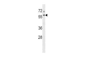 Western blot analysis in K562 cell line lysates (35ug/lane).