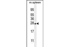 CRYGS Antibody (C-term) (ABIN654694 and ABIN2844386) western blot analysis in mouse spleen tissue lysates (35 μg/lane). (CRYGS antibody  (C-Term))