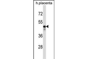 KCNS2 Antibody (N-term) (ABIN657412 and ABIN2846450) western blot analysis in human placenta tissue lysates (35 μg/lane). (KCNS2 antibody  (N-Term))