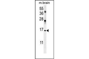 Western blot analysis of ENSA Antibody  in mouse brain tissue lysates (35ug/lane). (Ensa antibody  (Middle Region))