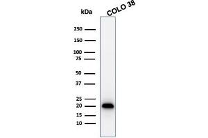 Western Blot Analysis of COLO 38 cell lysate using MART-1 Rabbit Recombinant Monoclonal Antibody (MLANA/1761R). (Recombinant MLANA antibody)