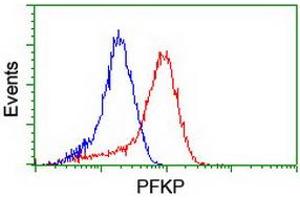 Flow cytometric Analysis of Hela cells, using anti-PFKP antibody (ABIN2455339), (Red), compared to a nonspecific negative control antibody, (Blue). (PFKP antibody)